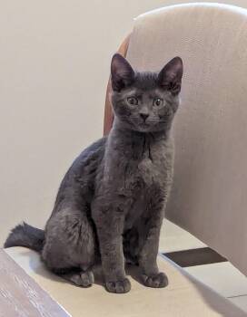 Russian Blue Cats Available for Adoption - Dawson | PetCurious