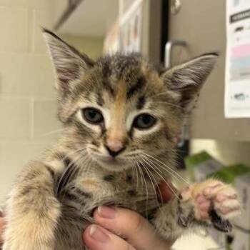 Pisgah -  Domestic Short Hair Cat for Adoption in Asheville, North Carolina - Pisgah | PetCurious