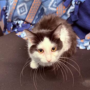 Fireball -  Domestic Short Hair Cat for Adoption - Fireball | PetCurious