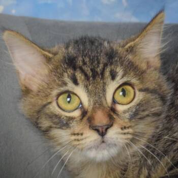Luna Mae -  Tabby and Domestic Long Hair Cat for Adoption in Huntley, Illinois - Luna Mae | PetCurious