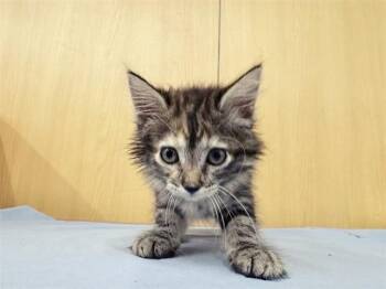 FLUFFER BUTTER -  Domestic Medium Hair Cat for Adoption in Brentwood, Missouri - FLUFFER BUTTER | PetCurious