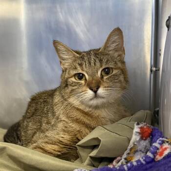 Domestic Short Hair Cats Available for Adoption in Las Vegas, Nevada - MISS GIRL | PetCurious