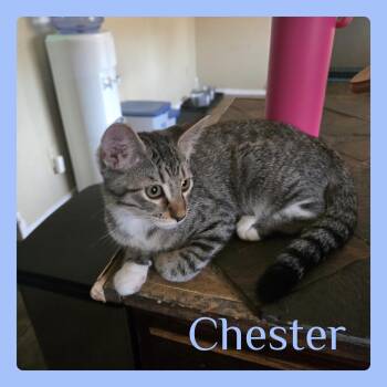 CHESTER -  Tabby Cat for Adoption in Lawton, Oklahoma - CHESTER | PetCurious