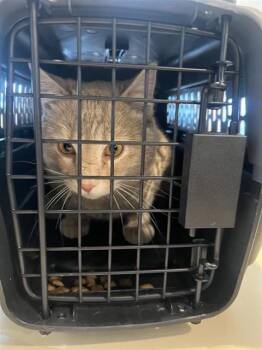 Domestic Short Hair Cats Available for Adoption - LIMEADE | PetCurious