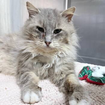 Domestic Long Hair Cats Available for Adoption - Little James | PetCurious