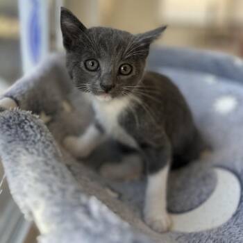 Domestic Short Hair Cats Available for Adoption in Long Beach, California - Daisy Girl | PetCurious