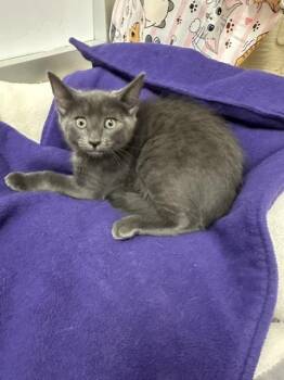 Cupcake -  Russian Blue Cat for Adoption in Parlier, California - Cupcake | PetCurious