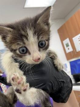 Rescue Domestic Short Hair Cats for Adoption in Fort Lauderdale, Florida - DEWY | PetCurious