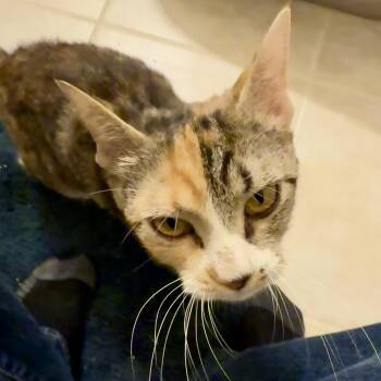 Mademoiselle -  Domestic Short Hair Cat for Adoption in Richmond, Virginia - Mademoiselle | PetCurious