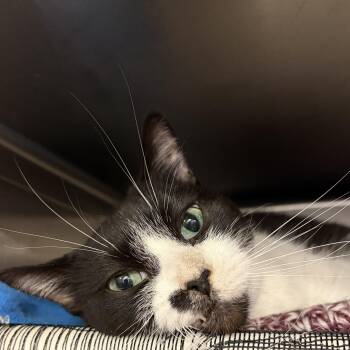 Oreo -  Domestic Short Hair Cat for Adoption in Royal Oak, Michigan - Oreo | PetCurious