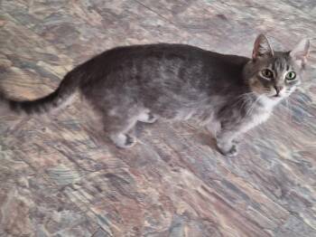 Rescue Domestic Short Hair Cats for Adoption in Union Gap, Washington - Prissy | PetCurious