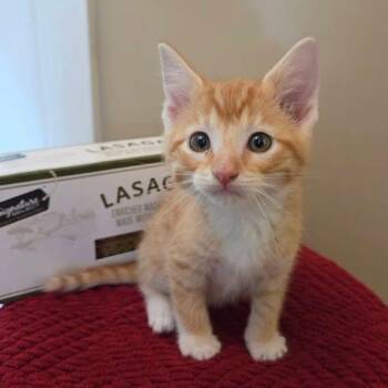 Garfield -  Domestic Short Hair Cat for Adoption in Holiday Hills, Illinois - Garfield | PetCurious