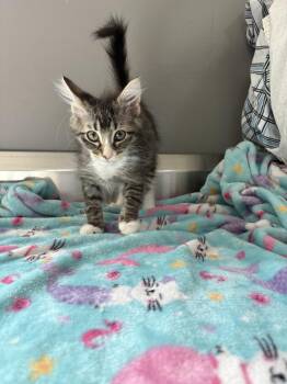 Dill -  Domestic Short Hair Cat for Adoption in Dickson, Tennessee - Dill | PetCurious