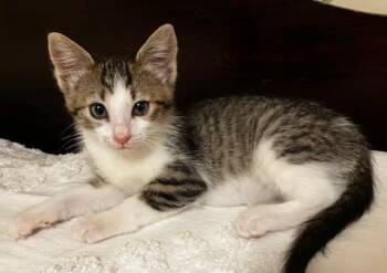 Gladys -  Domestic Short Hair Cat for Adoption in Pasco, Washington - Gladys | PetCurious