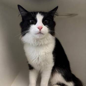 Fluffy -  Domestic Medium Hair Cat for Adoption in Hawthorne, California - Fluffy | PetCurious