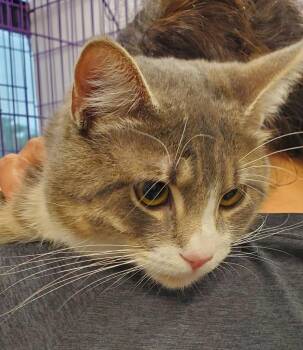 Domestic Short Hair Cats Available for Adoption in Denham Springs, Louisiana - River | PetCurious