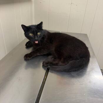 TUSC-Stray-85444 -  Domestic Short Hair Cat for Adoption in Tuscaloosa, Alabama - TUSC-Stray-85444 | PetCurious