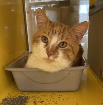 Domestic Short Hair Cats Available for Adoption - Mr. Cheddar | PetCurious