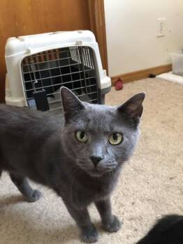 Rescue Domestic Short Hair Cats for Adoption in Spencerville, Ontario - Smokey | PetCurious