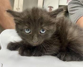 Boise -  Domestic Short Hair Cat for Adoption in Palm Coast, Florida - Boise | PetCurious