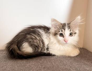 Domestic Medium Hair Cats Available for Adoption in Rochester, Indiana - Maura | PetCurious