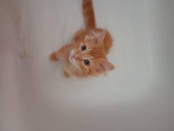 Rescue Domestic Medium Hair Cats for Adoption in Philadelphia, Pennsylvania - Chess And Checkers | PetCurious