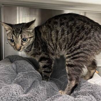 Domestic Short Hair Cats Available for Adoption - Sweet Tart | PetCurious