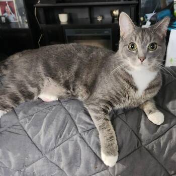 Rescue Domestic Short Hair Cats for Adoption in New York, New York - Pickles Junior - Sweet Troublemaker | PetCurious