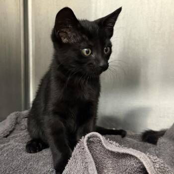Jupiter -  Domestic Short Hair Cat for Adoption in Oakland, California - Jupiter | PetCurious