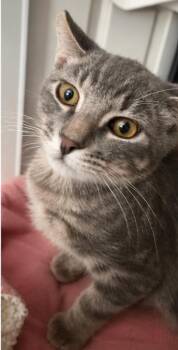 Crumpet Gray -  Domestic Short Hair and Tabby Cat for Adoption in Chandler, Arizona - Crumpet Gray | PetCurious