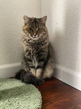 Rescue Domestic Long Hair and Maine Coon Cats for Adoption in San Jose, California - Fiona | PetCurious