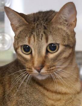 Madi -  Domestic Short Hair Cat for Adoption in Fort Worth, Texas - Madi | PetCurious