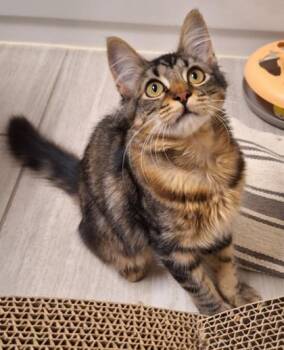 Wexford -  Domestic Short Hair Cat for Adoption in Sacramento, California - Wexford | PetCurious
