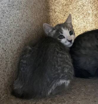 Rescue Domestic Short Hair Cats for Adoption in Blythe, California - A1885070 | PetCurious