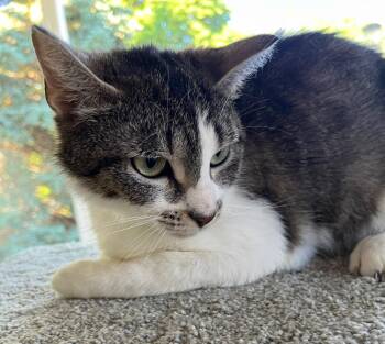 Lunabelle -  Domestic Short Hair Cat Available for Adoption in Taycheedah, Wisconsin - Lunabelle | PetCurious