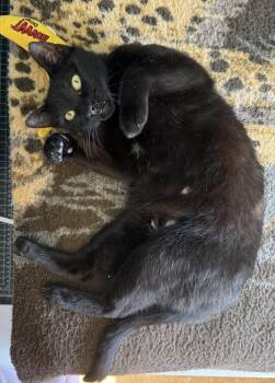 Selene -  Domestic Short Hair Cat for Adoption in Dallas, Texas - Selene | PetCurious