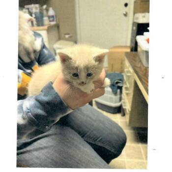 Mac N Cheese -  Domestic Short Hair Cat for Adoption in Salem, West Virginia - Mac N Cheese | PetCurious