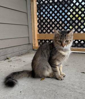 Rescue Domestic Medium Hair Cats for Adoption in Sioux Falls, South Dakota - Honey | PetCurious