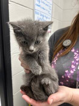 Whisker McSpeed -  Domestic Short Hair Cat for Adoption in Chattanooga, Tennessee - Whisker McSpeed | PetCurious