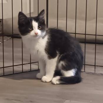 Teeny -  Domestic Medium Hair Cat Available for Adoption in Gastonia, North Carolina - Teeny | PetCurious