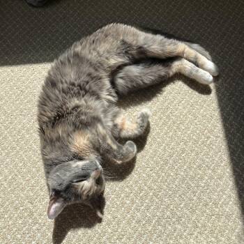 Periwinkle -  Domestic Short Hair Cat for Adoption in Falls Church, Virginia - Periwinkle | PetCurious