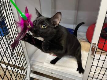 Domestic Short Hair Cats Available for Adoption in Raleigh, North Carolina - Bonsly | PetCurious