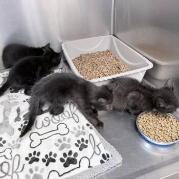 Esme -  Domestic Short Hair Cat for Adoption in Medford, Oregon - Esme | PetCurious
