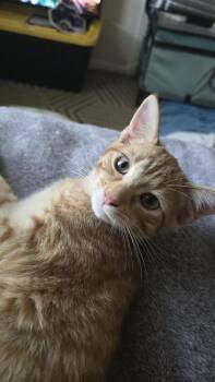 Queso -  Domestic Short Hair and Tabby Cat for Adoption in Dallas, Texas - Queso | PetCurious