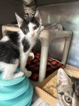 Frederick -  Domestic Short Hair Cat for Adoption in Morristown, New Jersey - Frederick | PetCurious