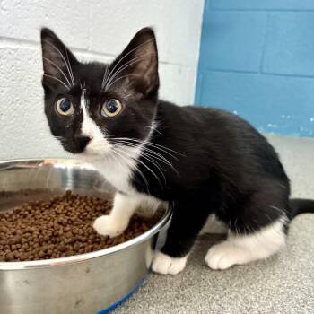 Sushi Taco -  Domestic Short Hair Cat for Adoption in Carencro, Louisiana - Sushi Taco | PetCurious