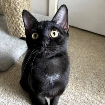 Rescue Domestic Short Hair Cats for Adoption in Houston, Texas - Aidan | PetCurious