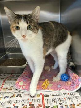 Rescue Domestic Short Hair Cats for Adoption in Bridgewater, New Jersey - Franchezka | PetCurious