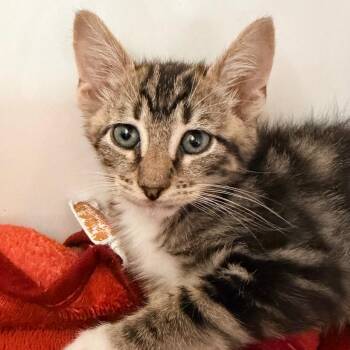 VINNY -  Domestic Short Hair Cat for Adoption in Kyle, Texas - VINNY | PetCurious