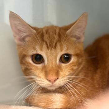 Domestic Short Hair Cats Available for Adoption in Wheeling, Illinois - Ashira | PetCurious